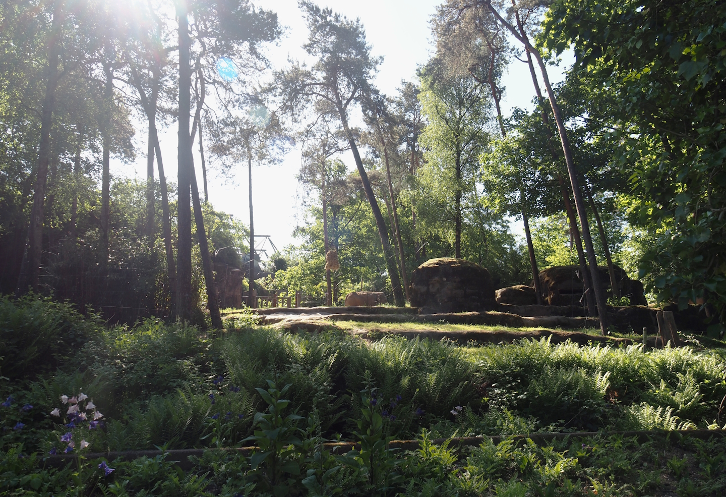 Asian elephant exhibit, 2025-05-17