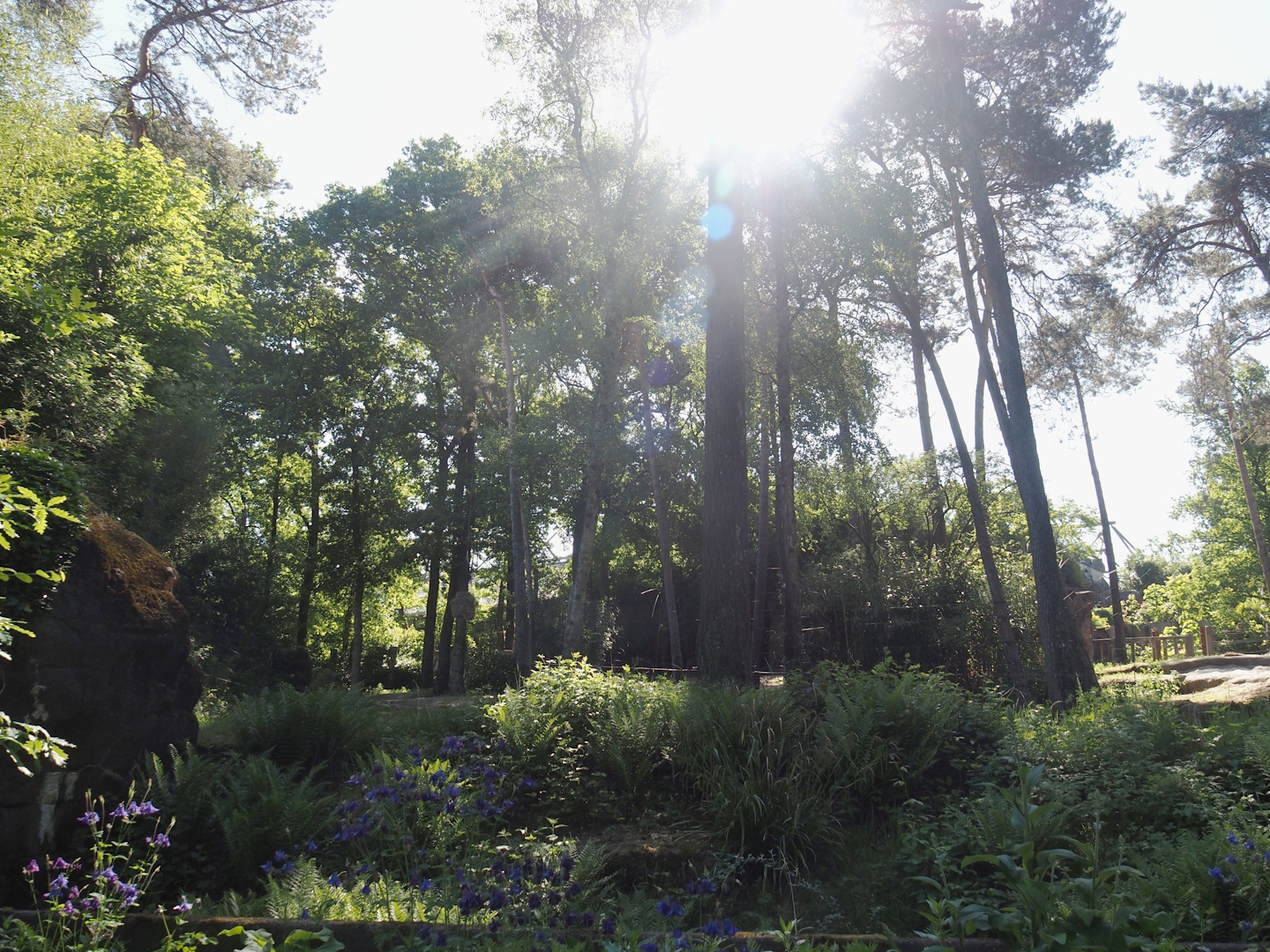 Asian elephant exhibit, 2025-05-17