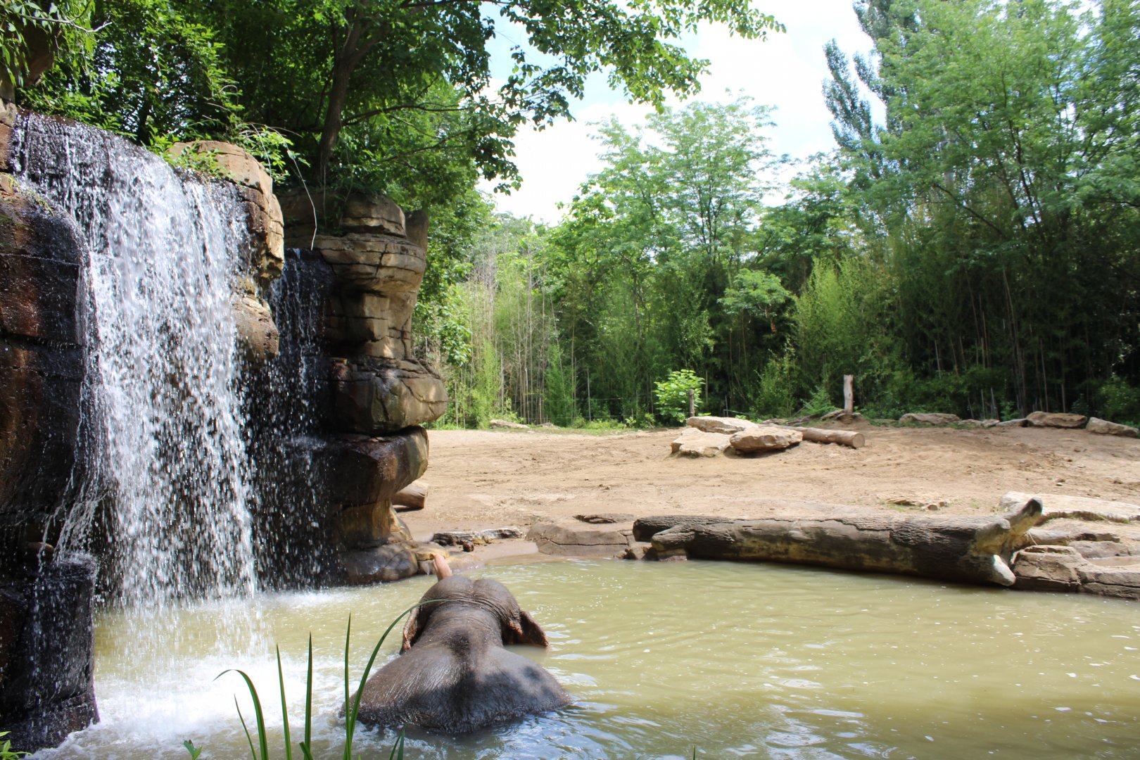 Asian Elephant Exhibit #3 - Rivers Edge