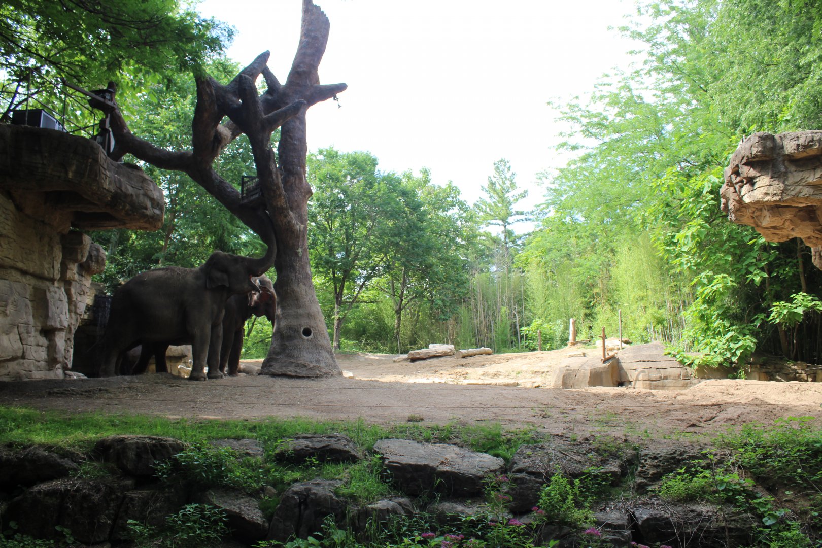 Asian Elephant Exhibit #3 - Rivers Edge