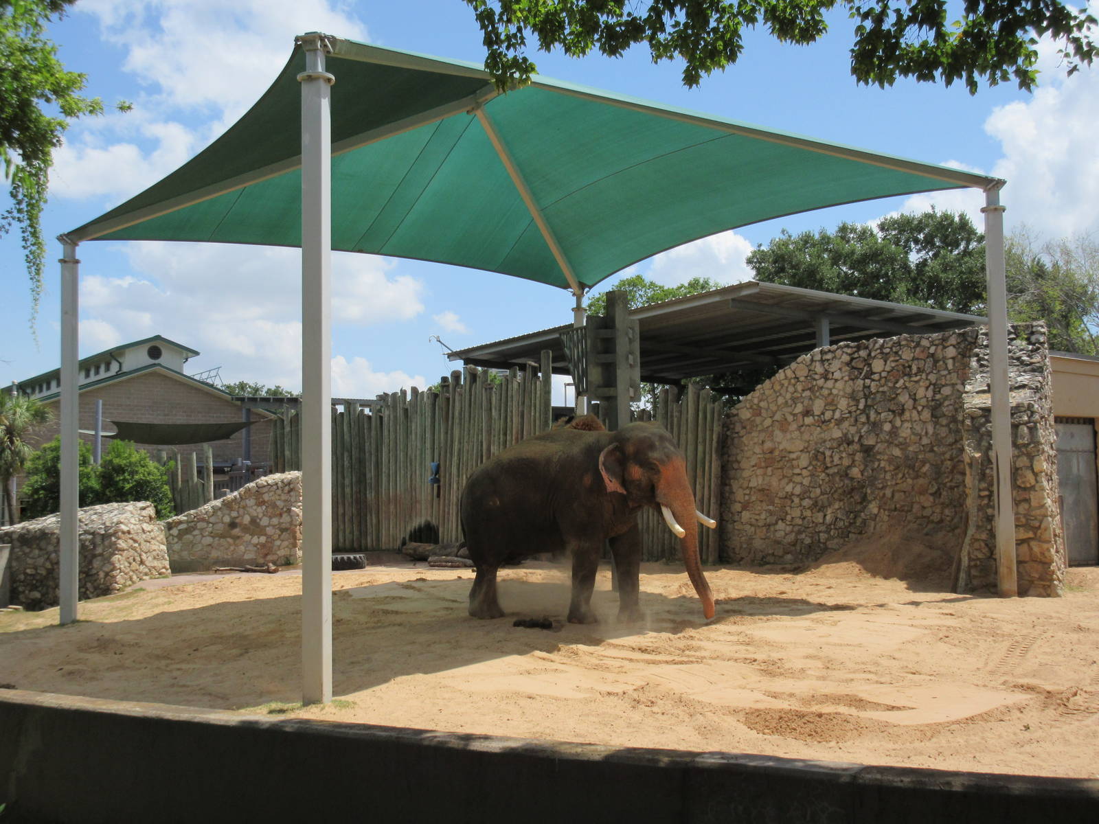 Asian Elephant Exhibit #3