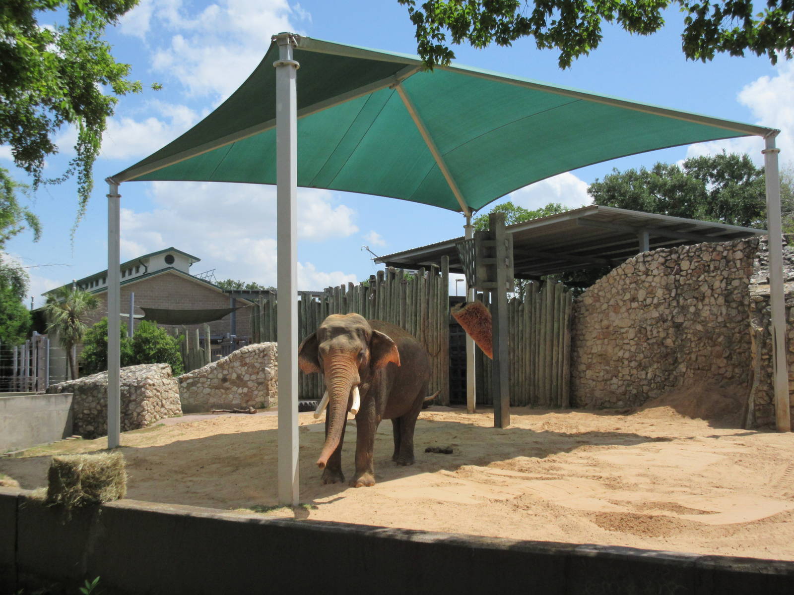 Asian Elephant Exhibit #3