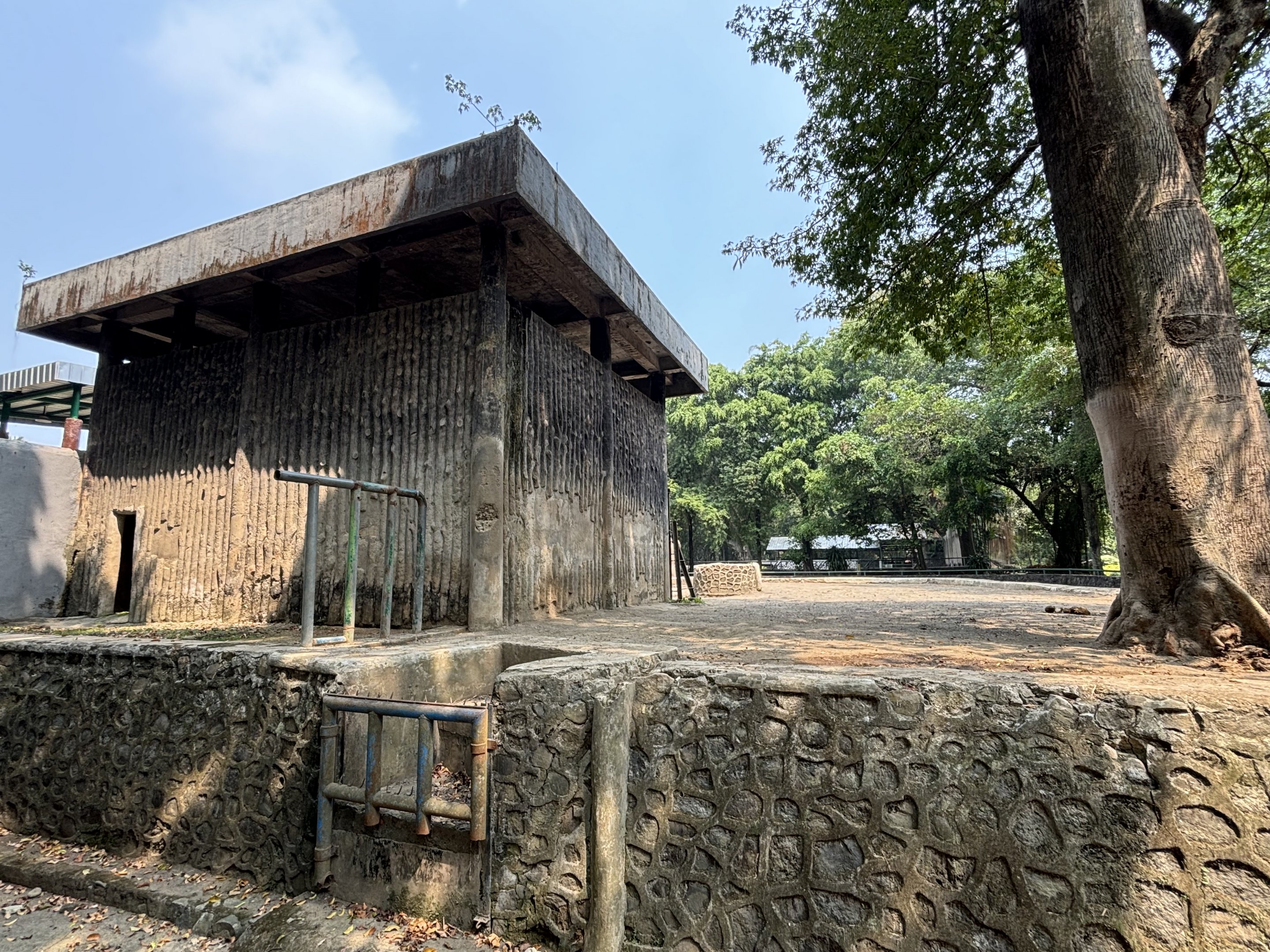 Asian Elephant Exhibit #3