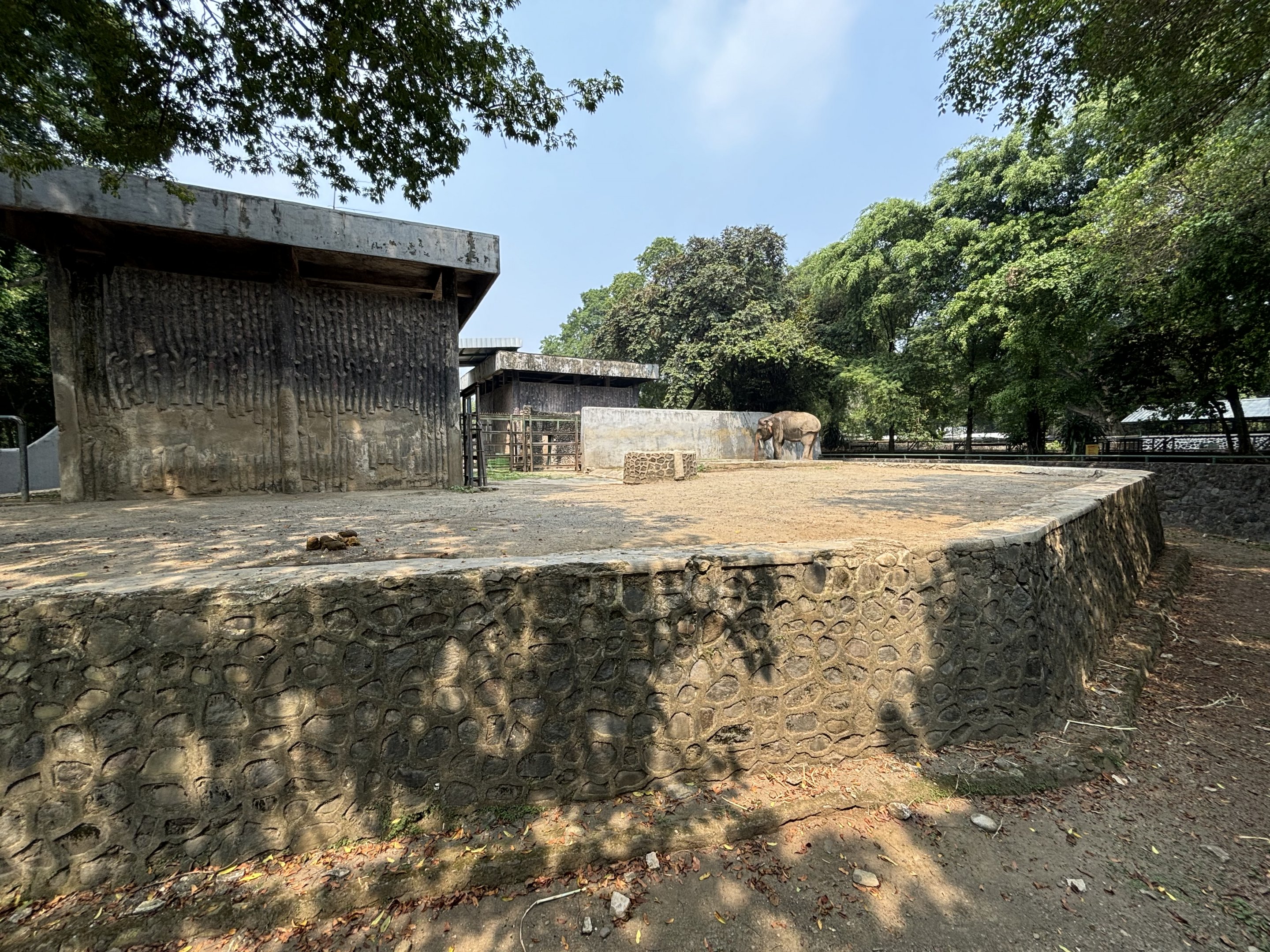 Asian Elephant Exhibit #3