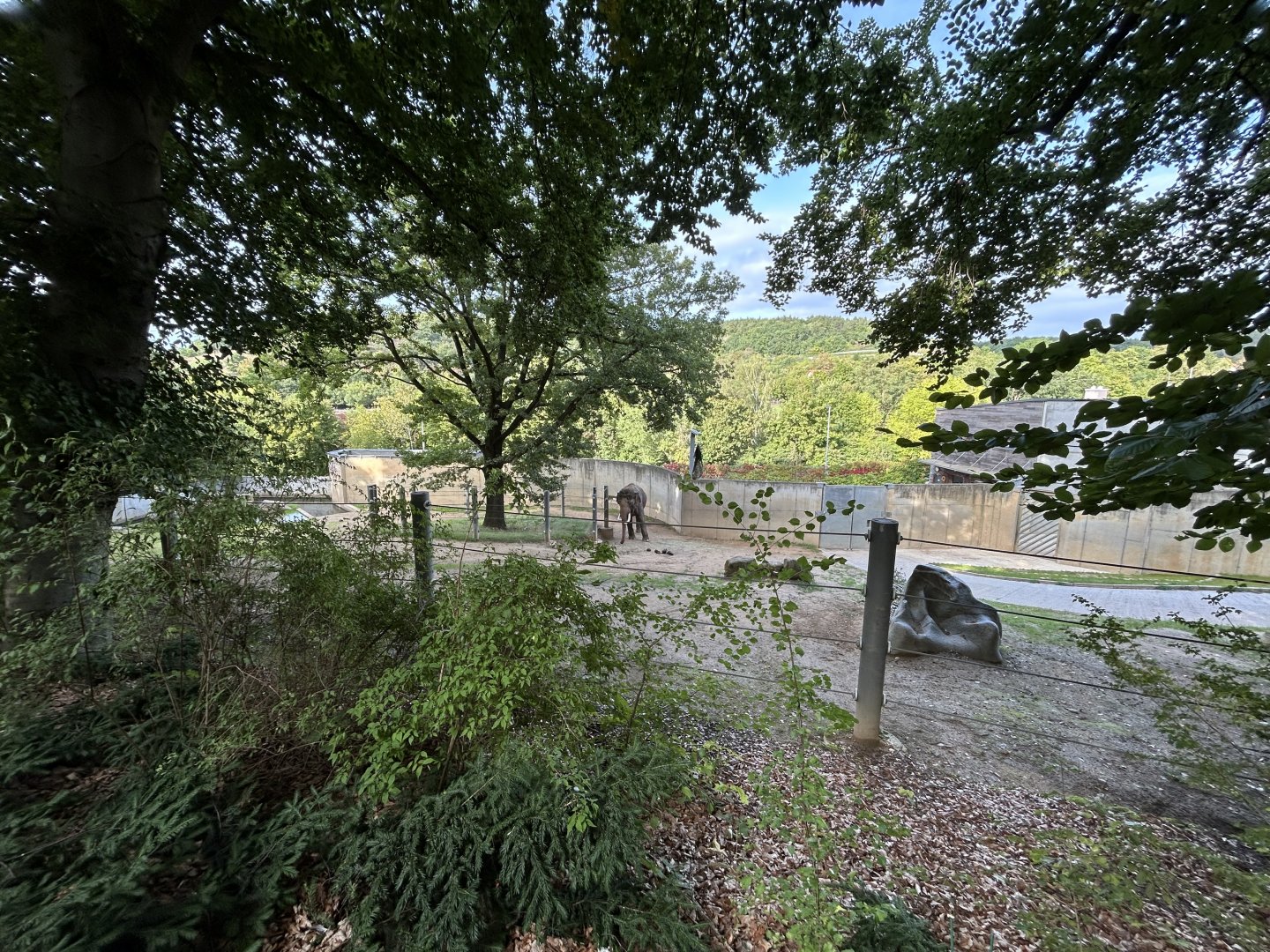 Asian Elephant Exhibit #3