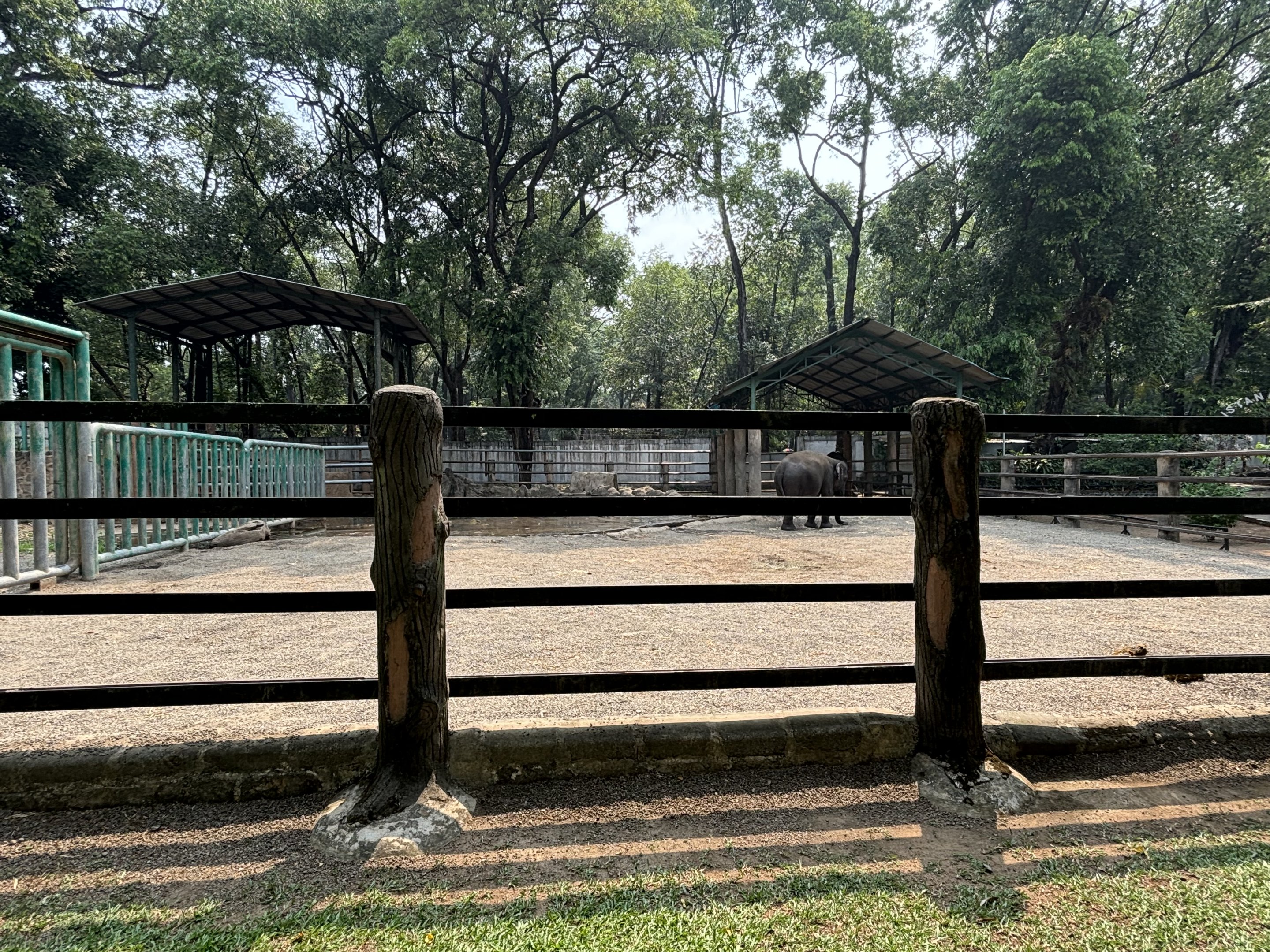 Asian Elephant Exhibit #4