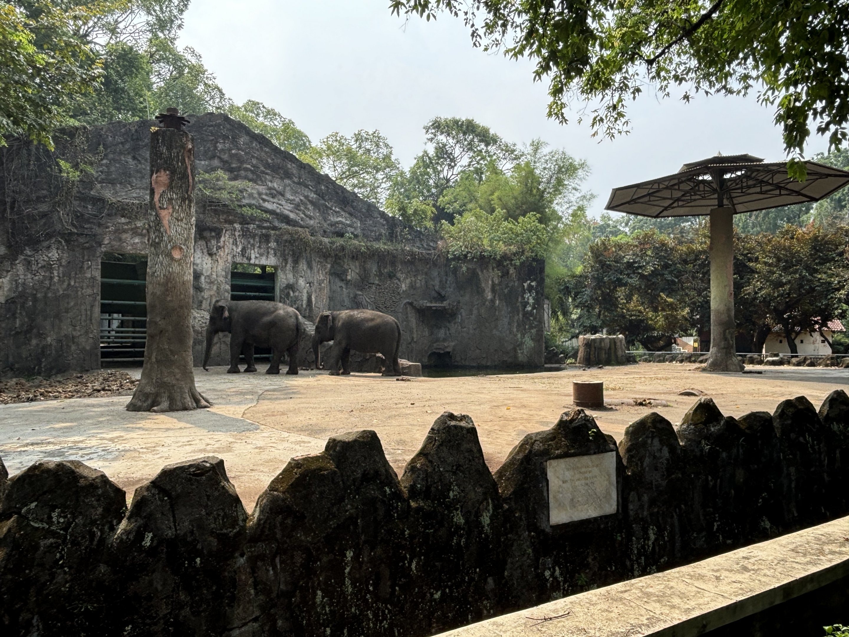Asian Elephant Exhibit #5
