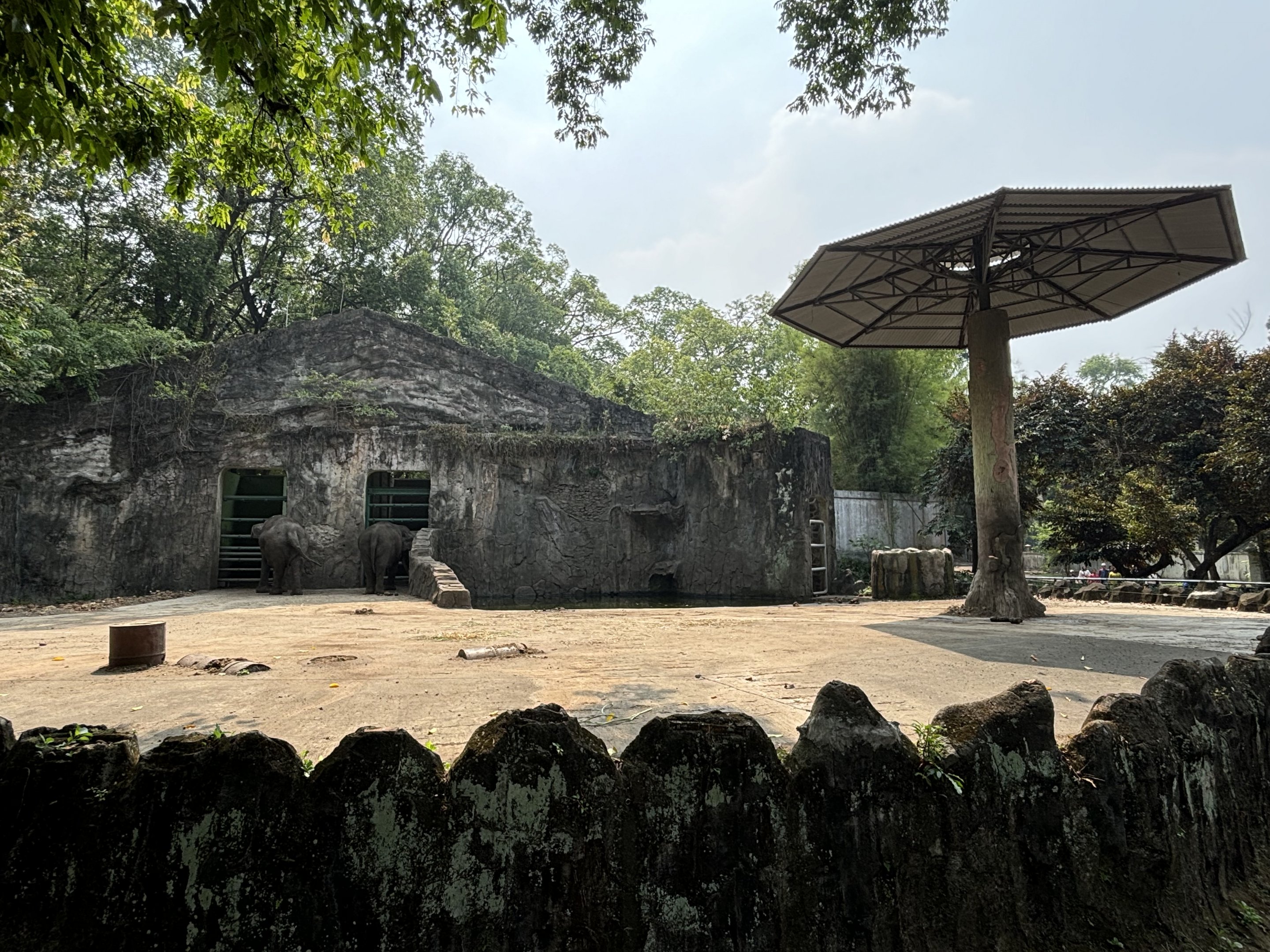 Asian Elephant Exhibit #5