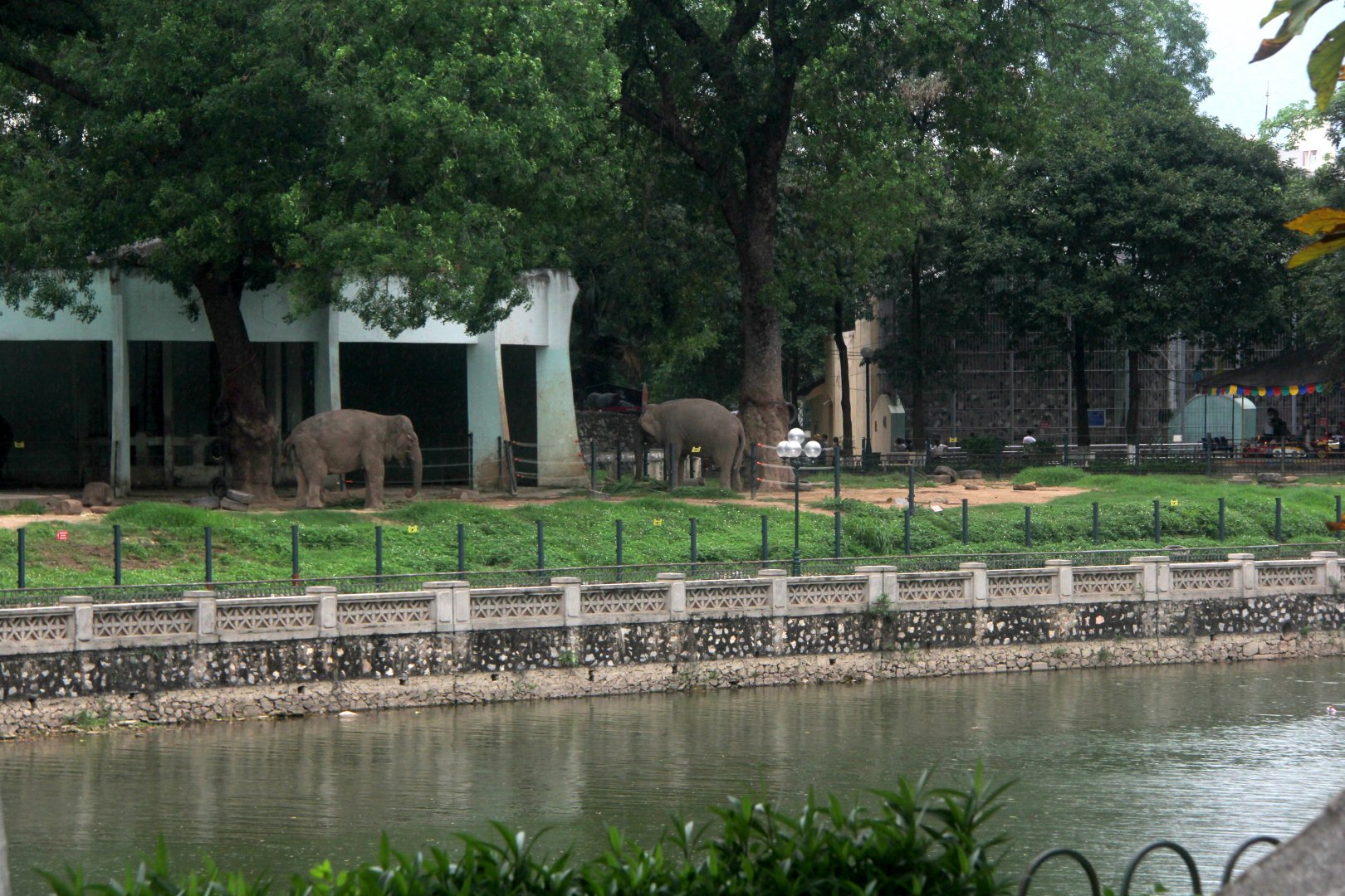 asian elephant exhibit along a river