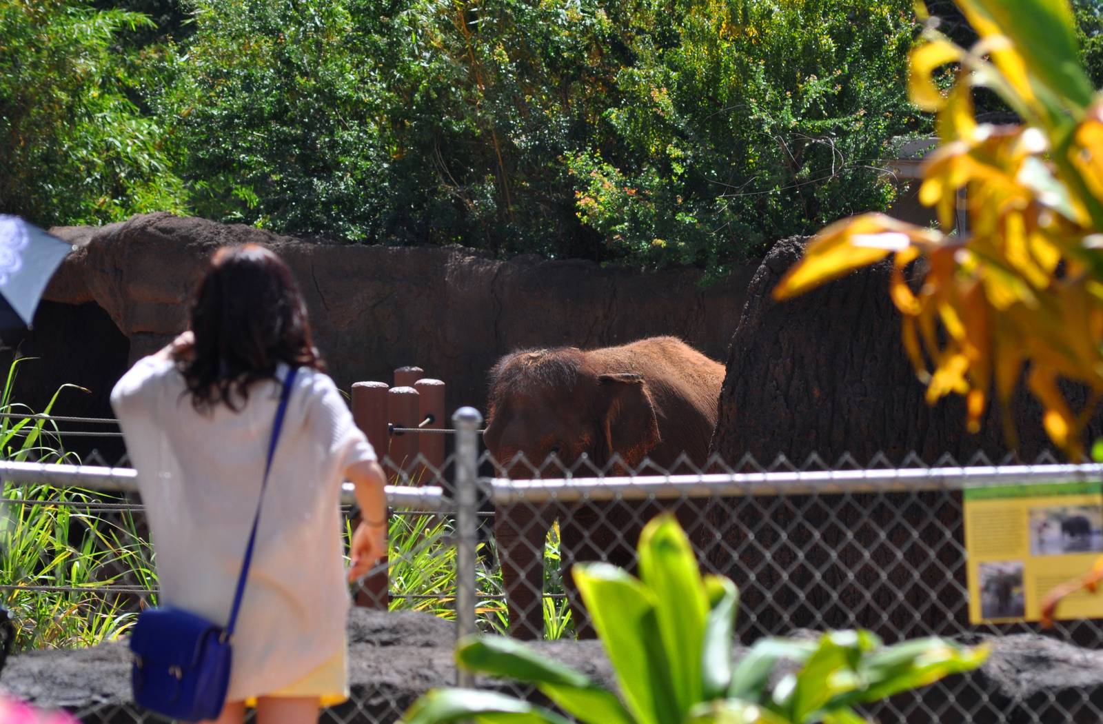 Asian Elephant Exhibit and Guest