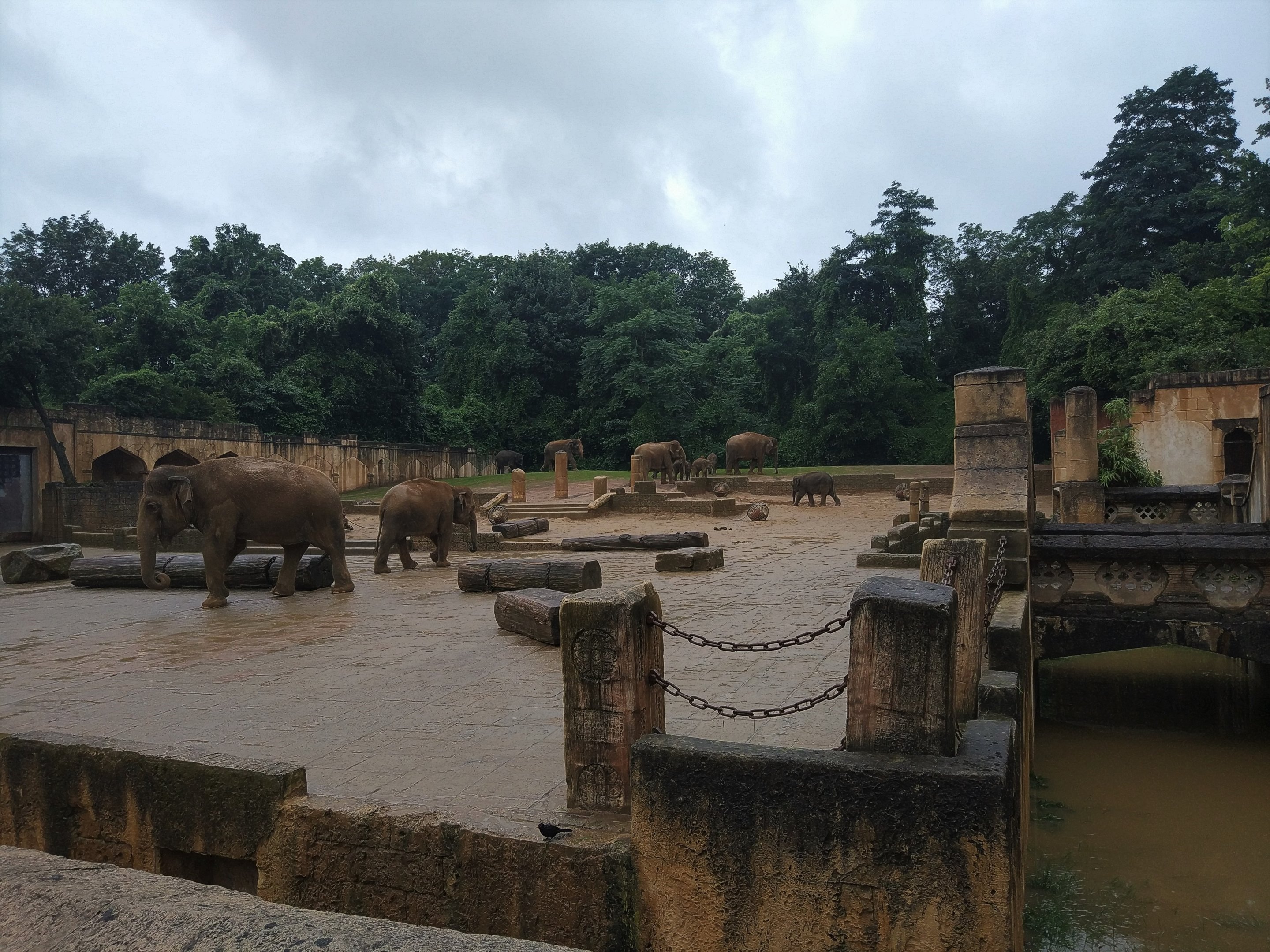 Asian Elephant Exhibit- Asia