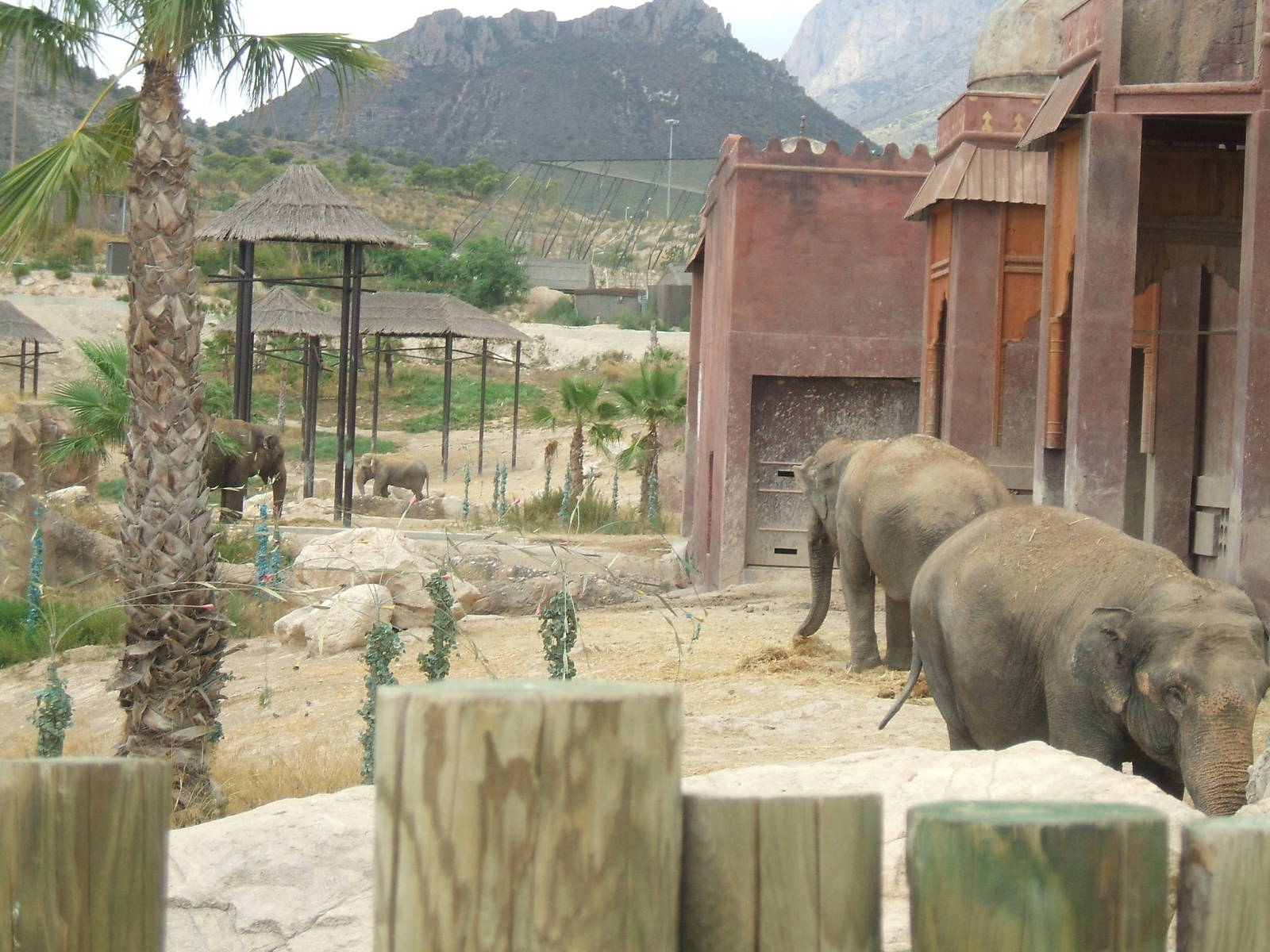 Asian Elephant exhibit at Terra Natura, Benidorm
