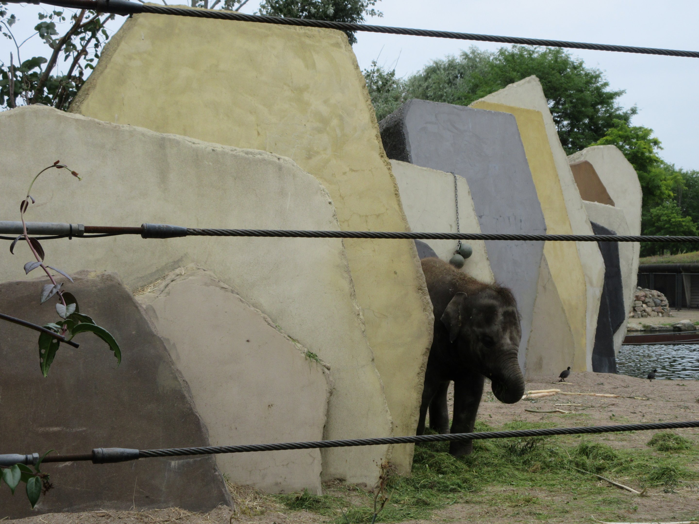 Asian Elephant Exhibit - baby elephant + weird cement structures