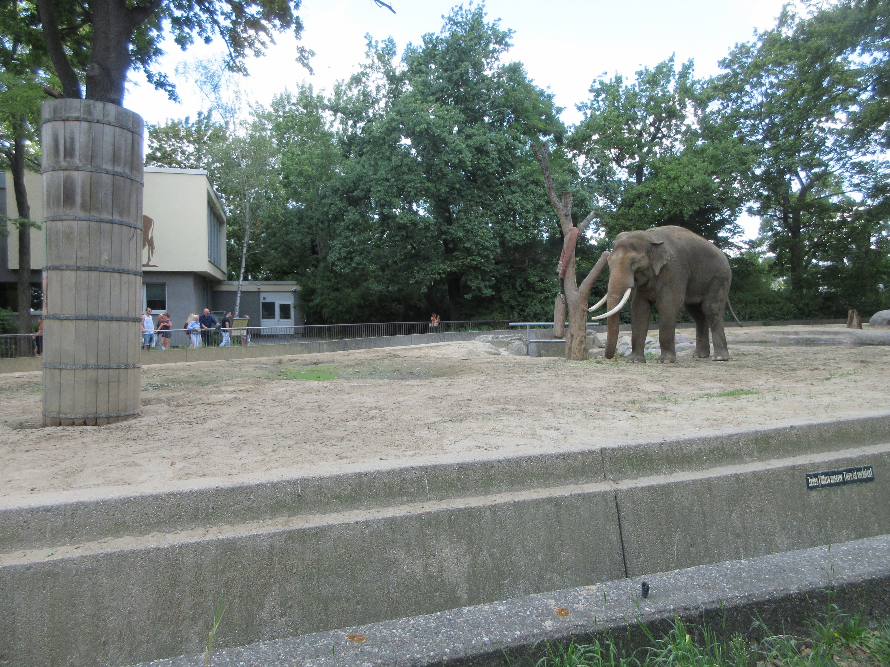 Asian Elephant Exhibit - Bull Yard