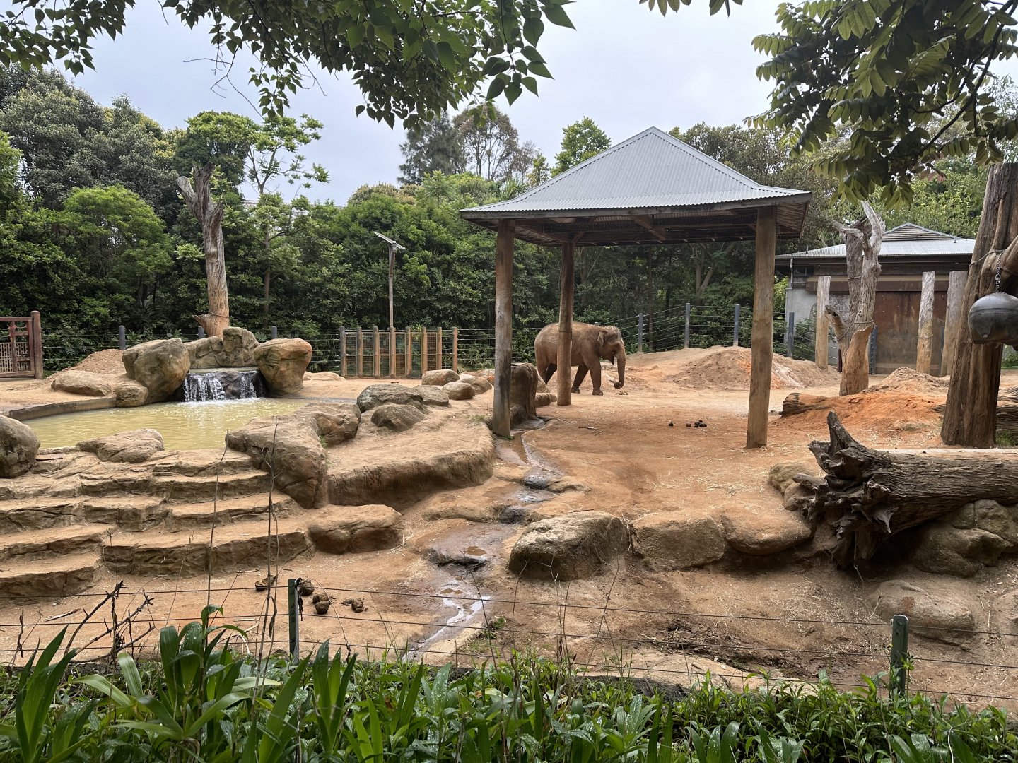 Asian Elephant Exhibit (Cow Paddock)