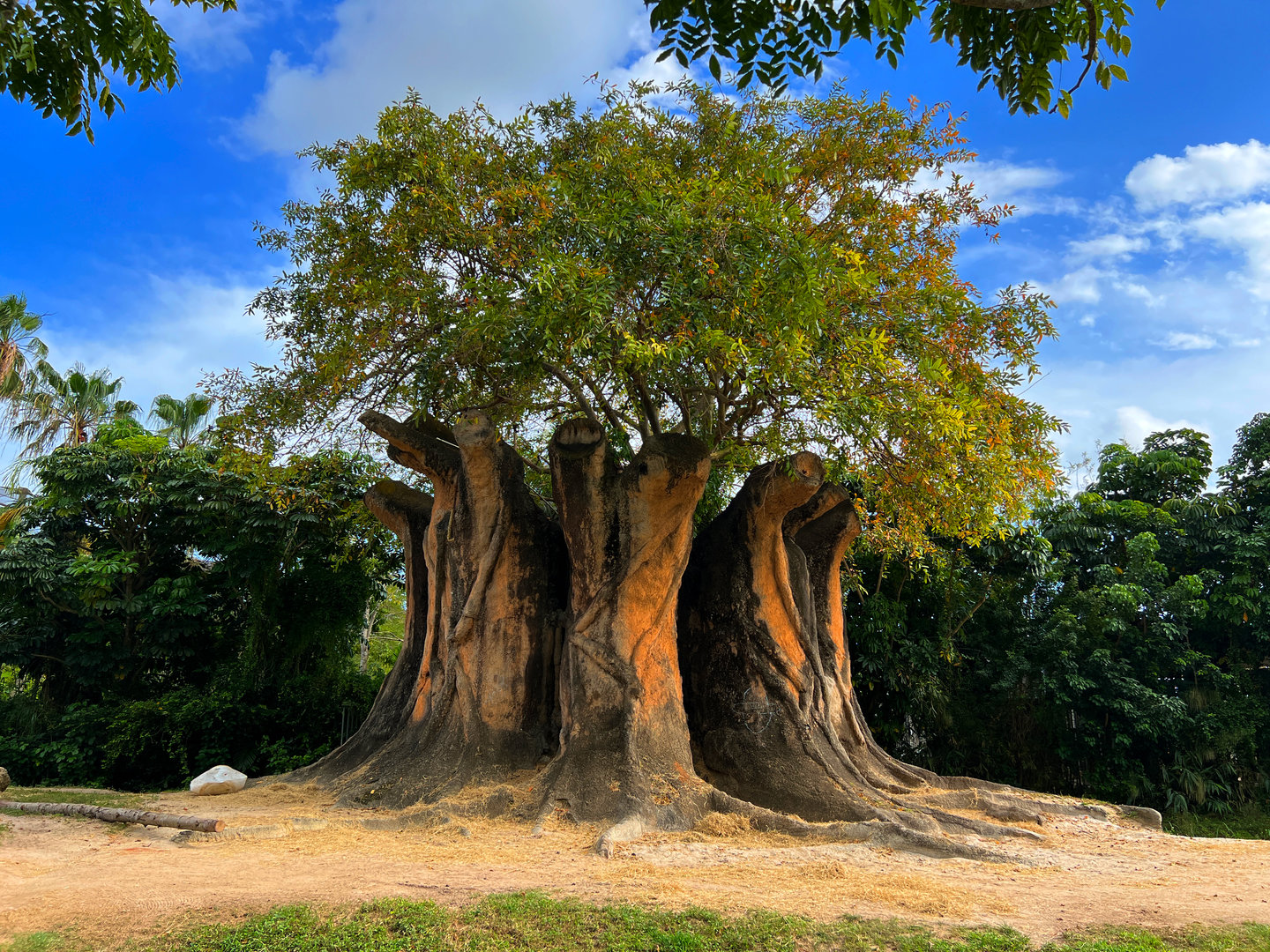 Asian Elephant Exhibit Faux Banyan Tree