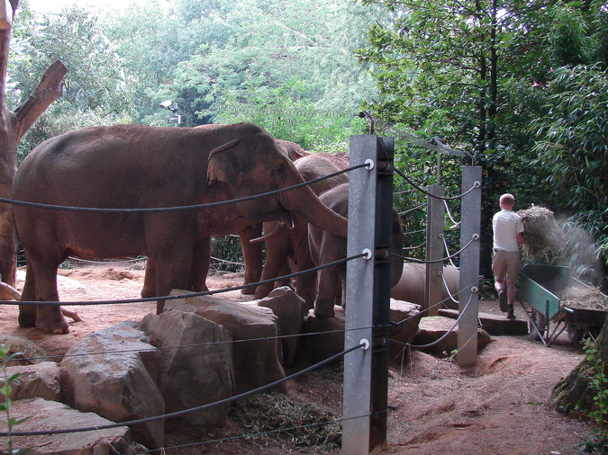 Asian Elephant exhibit (feeding show)