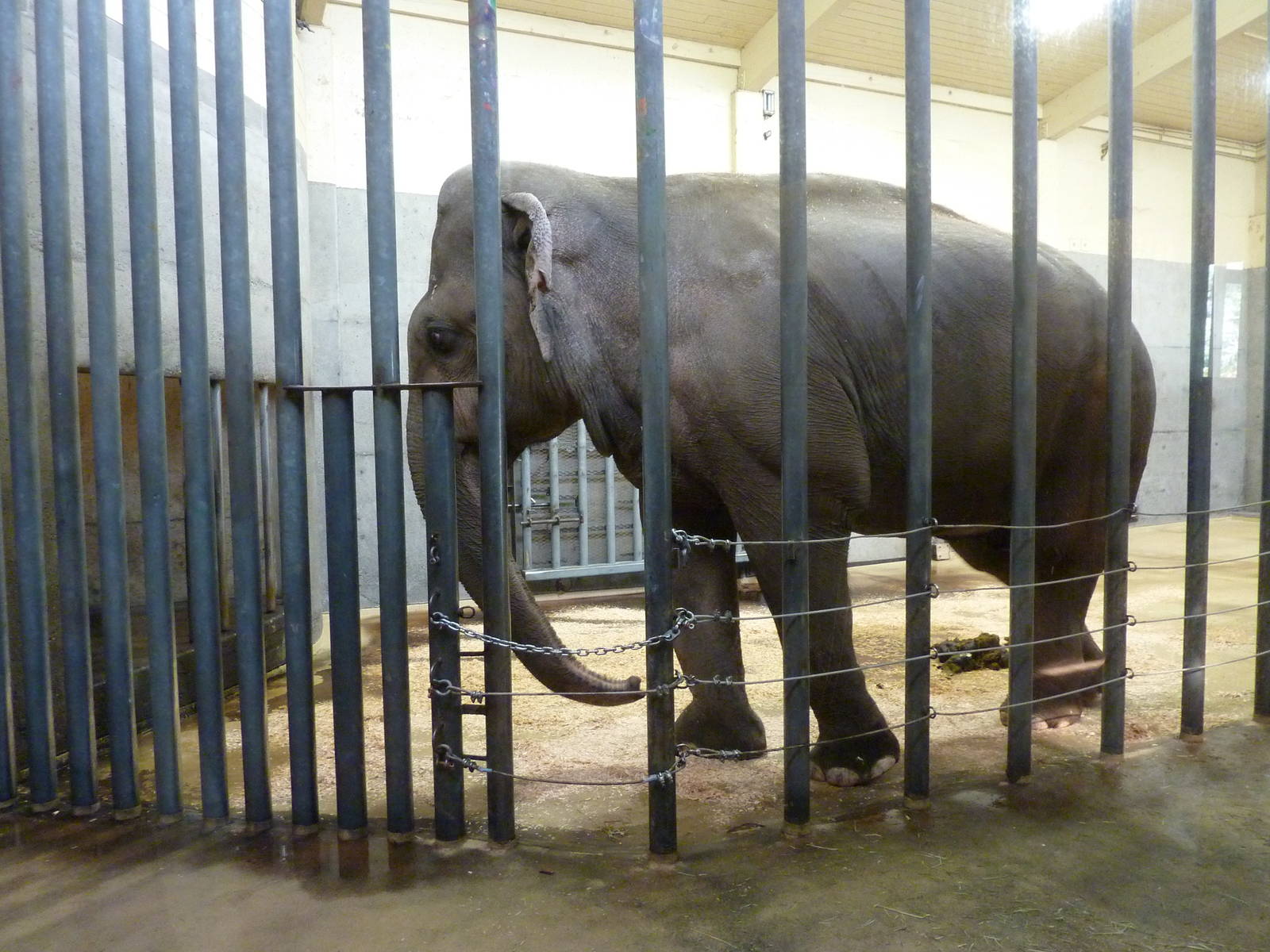 Asian Elephant Exhibit - Indoor Viewing