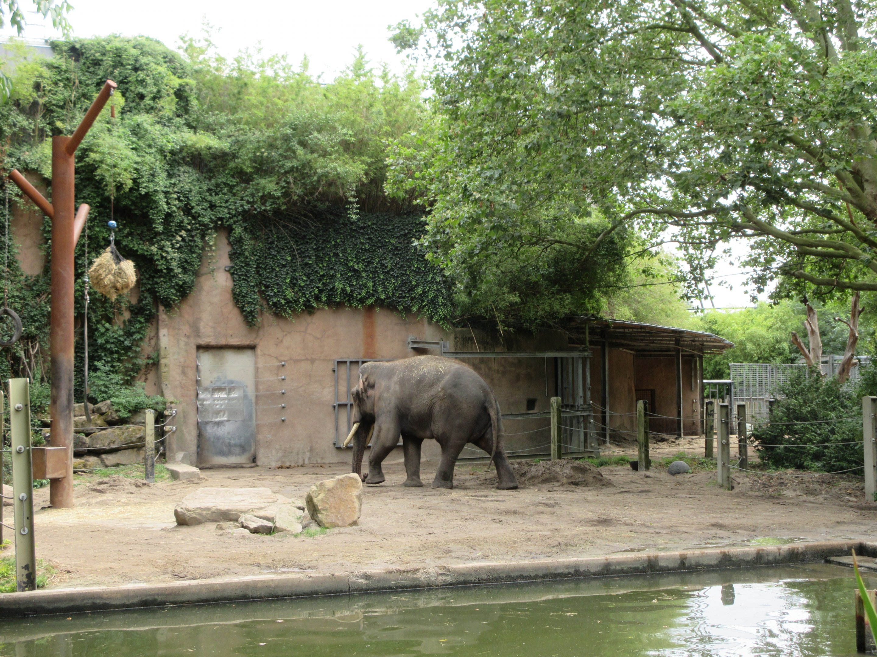 Asian Elephant Exhibit (part of bull yard)