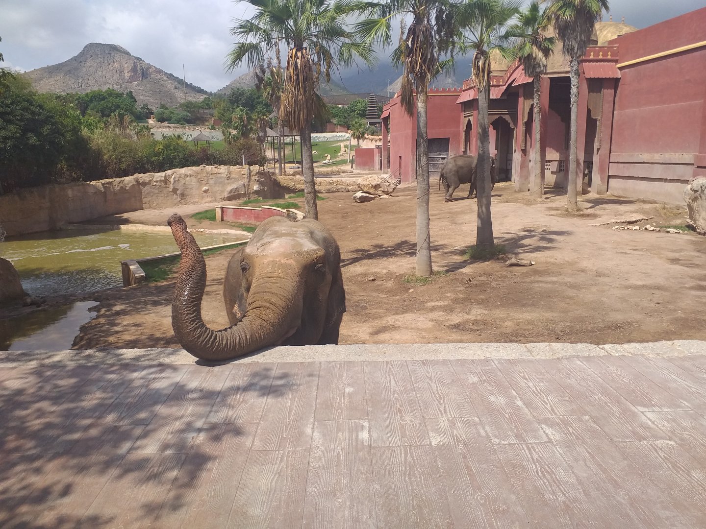 Asian elephant exhibit -TerraNatura Benidorm (2021)