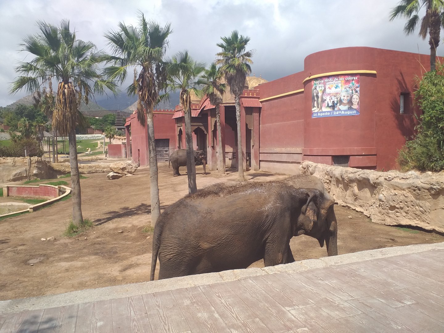 Asian elephant exhibit -TerraNatura Benidorm (2021)