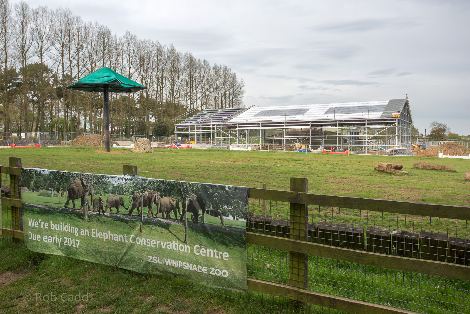 Asian elephant (exhibit) : Whipsnade : 07 May 2016