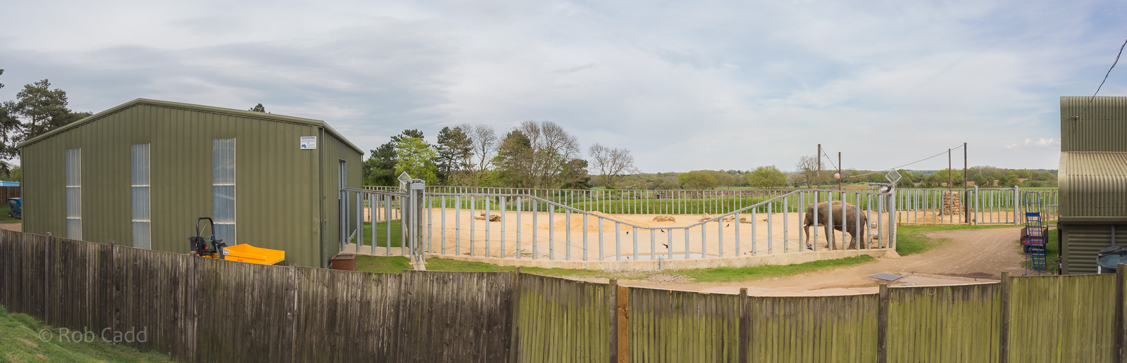 Asian elephant (exhibit) : Whipsnade : 07 May 2016