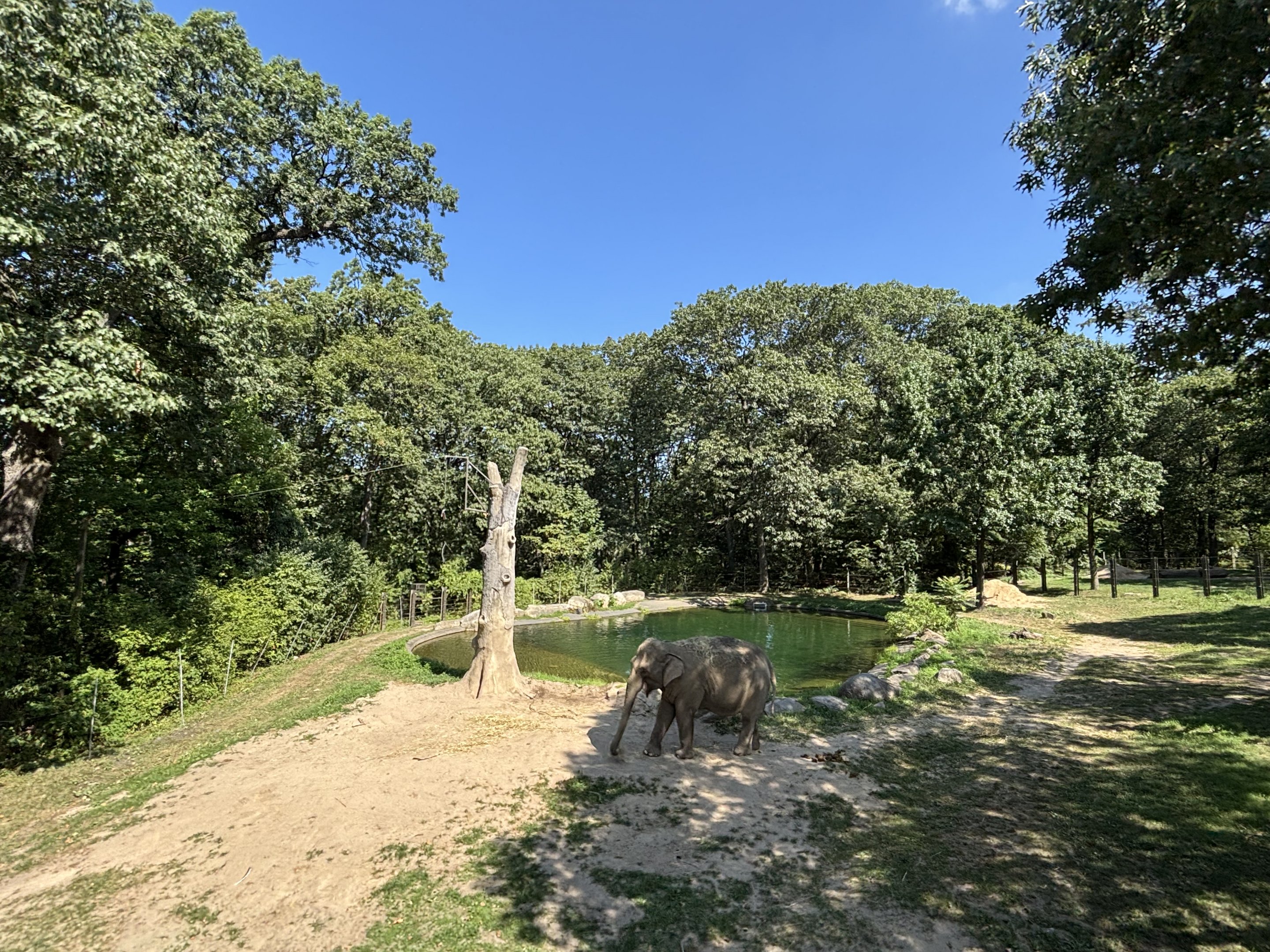 Asian Elephant Exhibit - Wild Asia