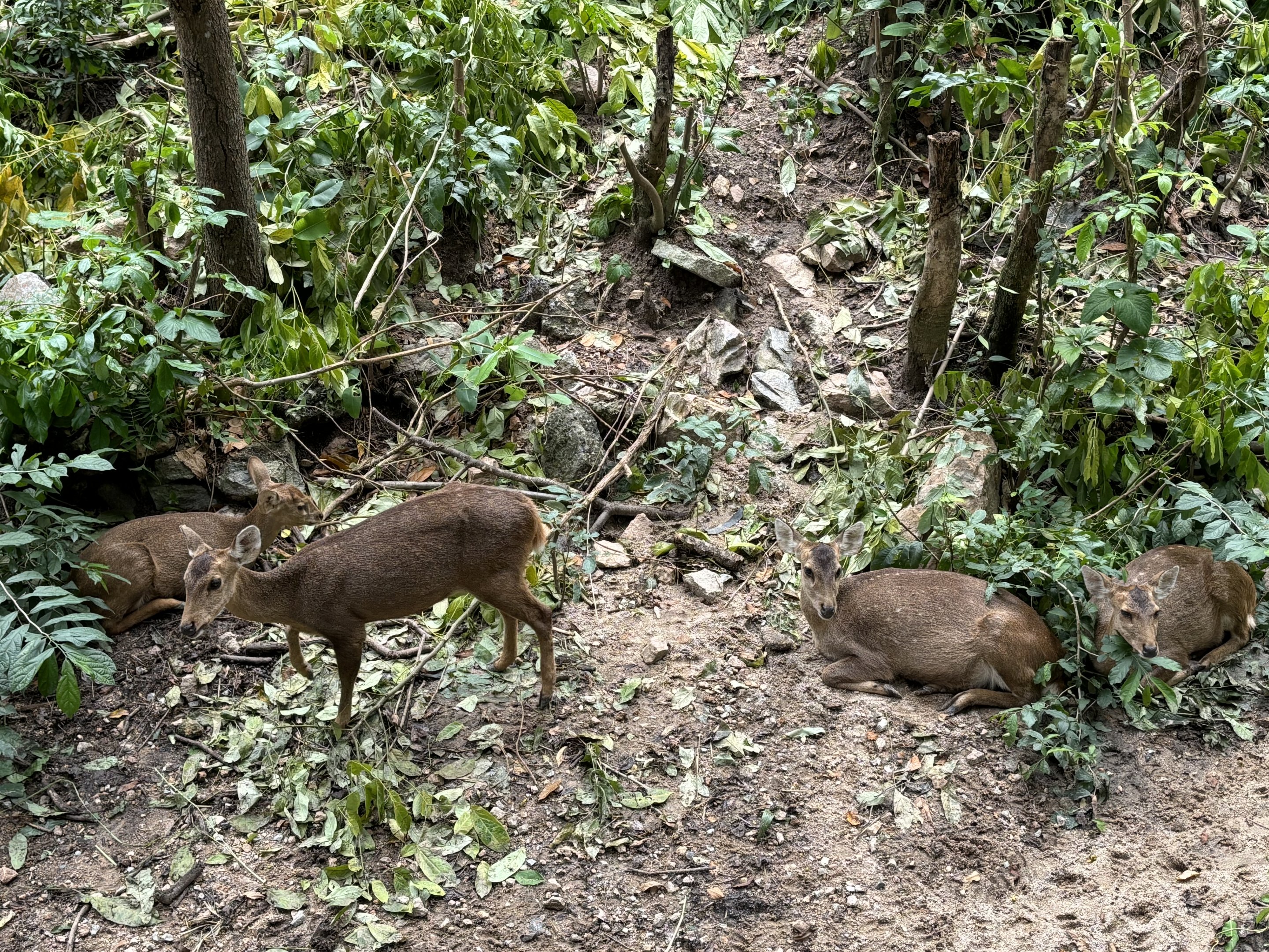 Asian Elephant Exhibit (with 50 deer!)