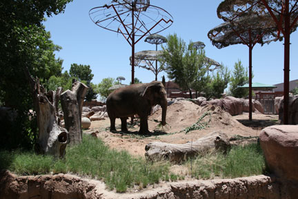 asian elephant exhibit