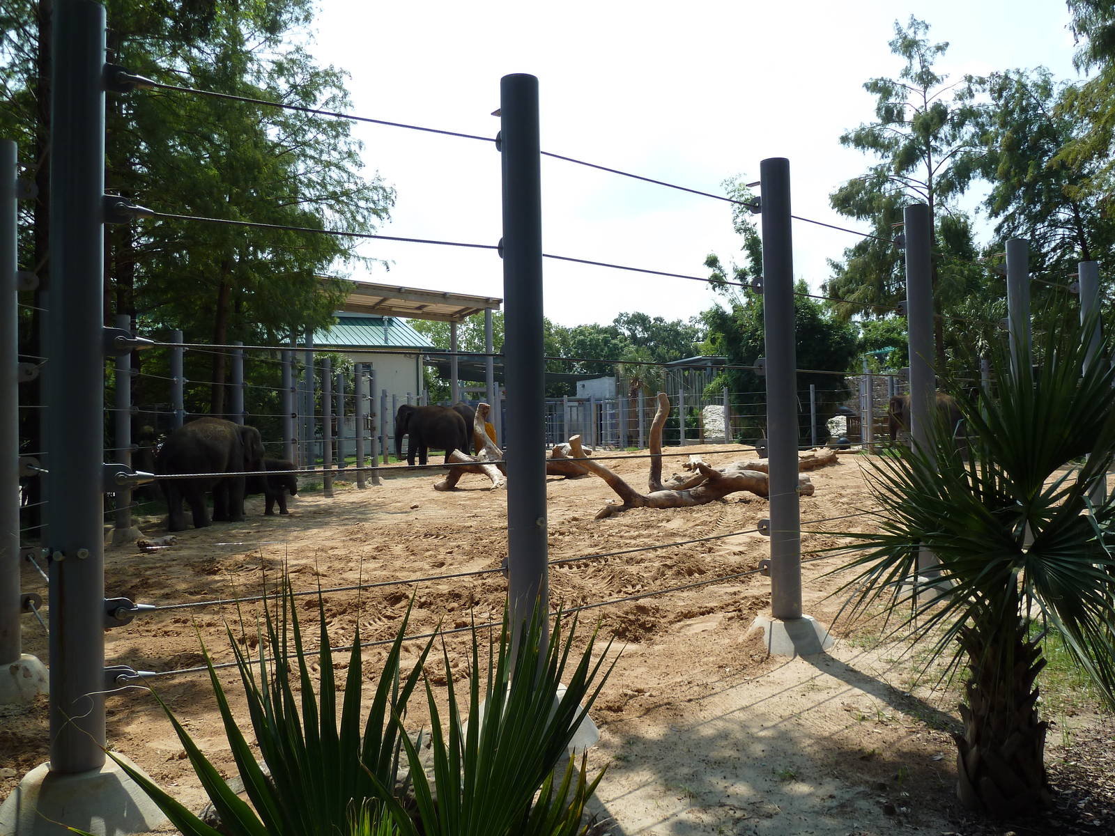 Asian Elephant Exhibit