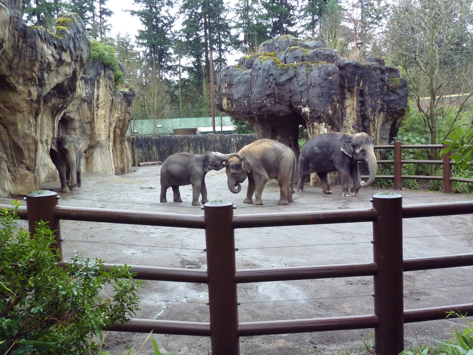 Asian Elephant Exhibit
