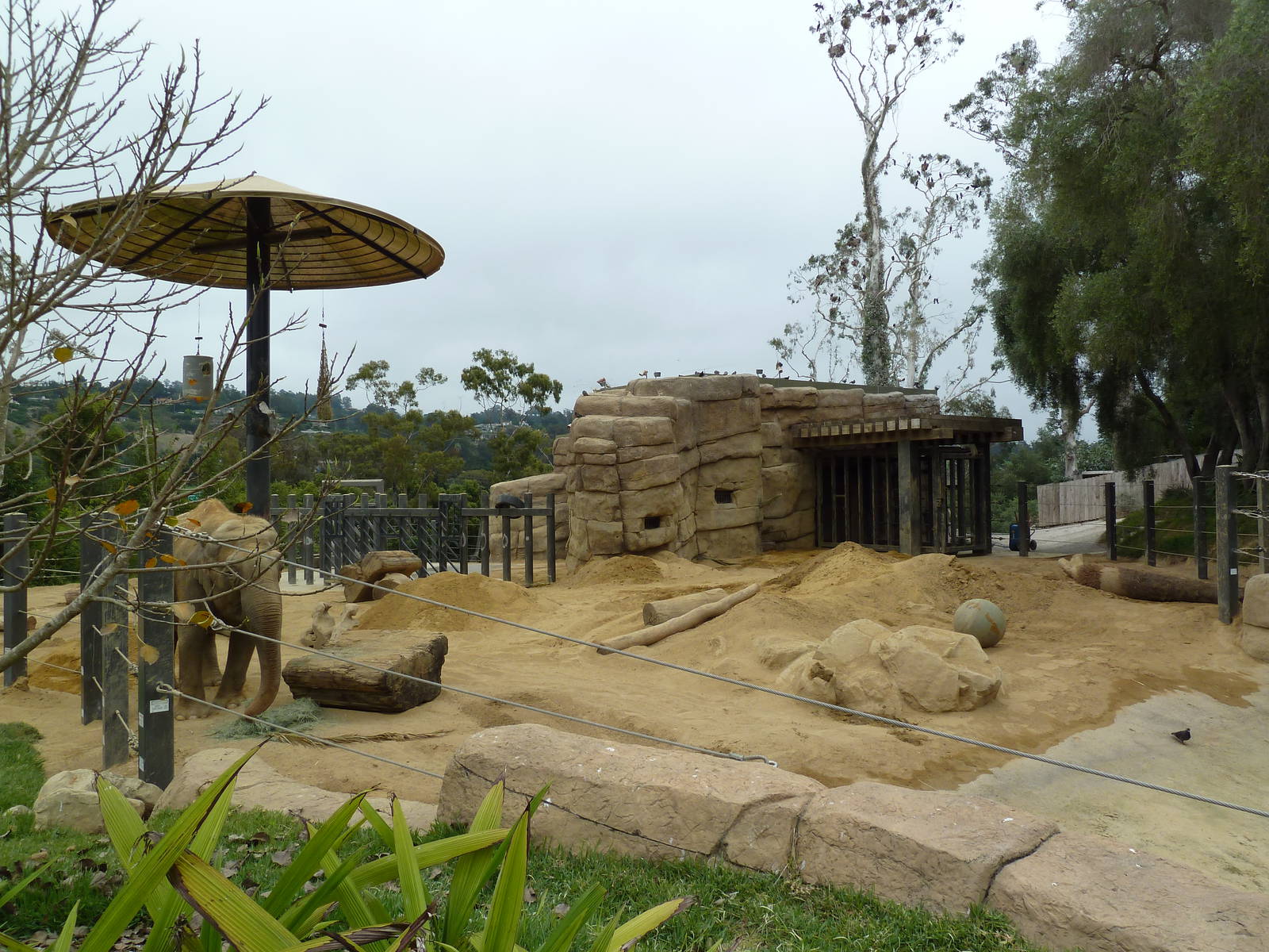 Asian Elephant Exhibit