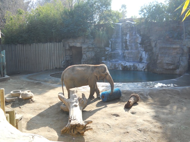 Asian elephant exhibit