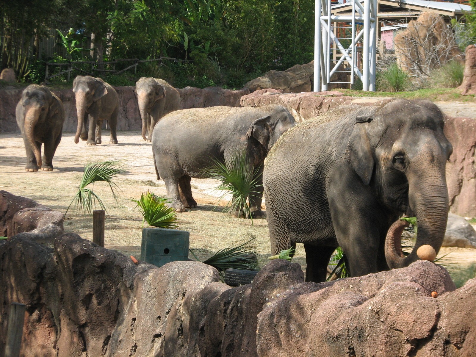 Asian Elephant Exhibit