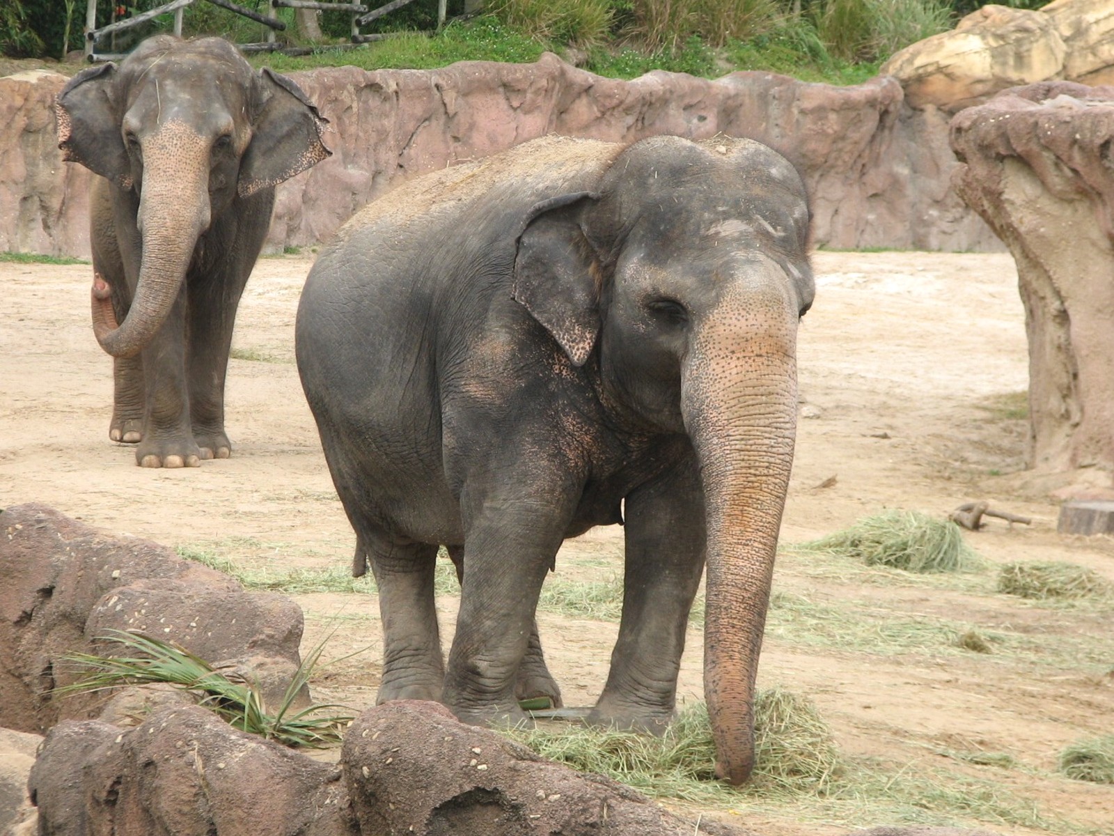 Asian Elephant Exhibit