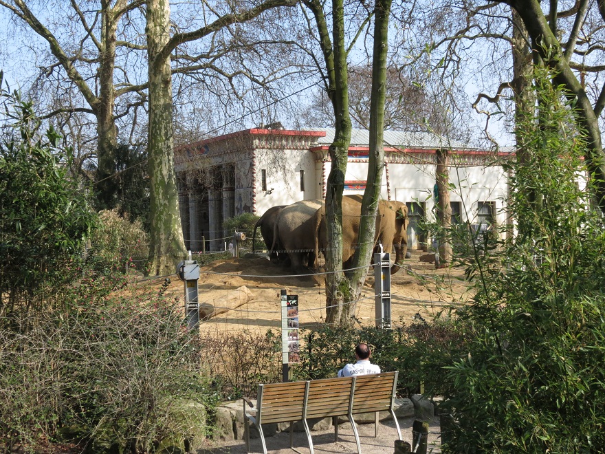 Asian elephant Exhibit