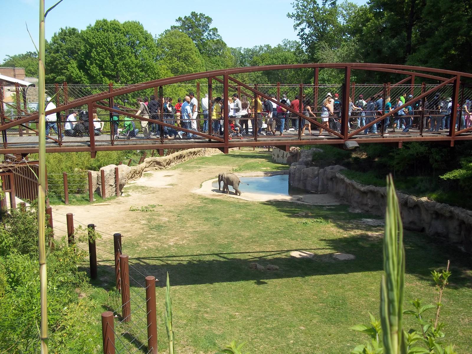 Asian Elephant Exhibit