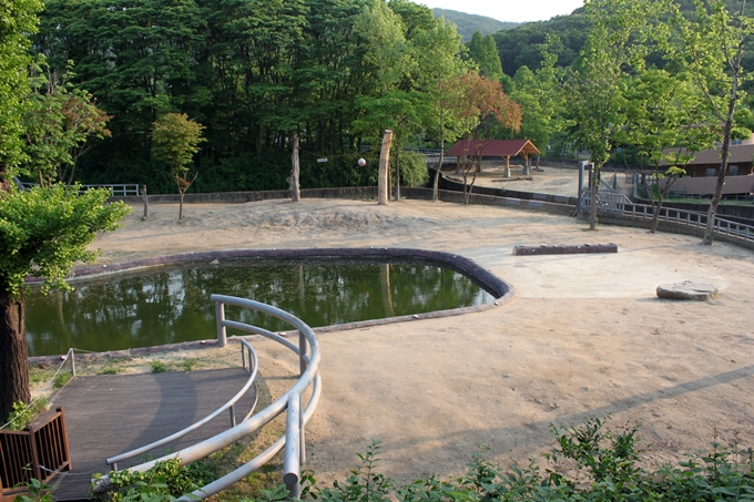 Asian elephant exhibit