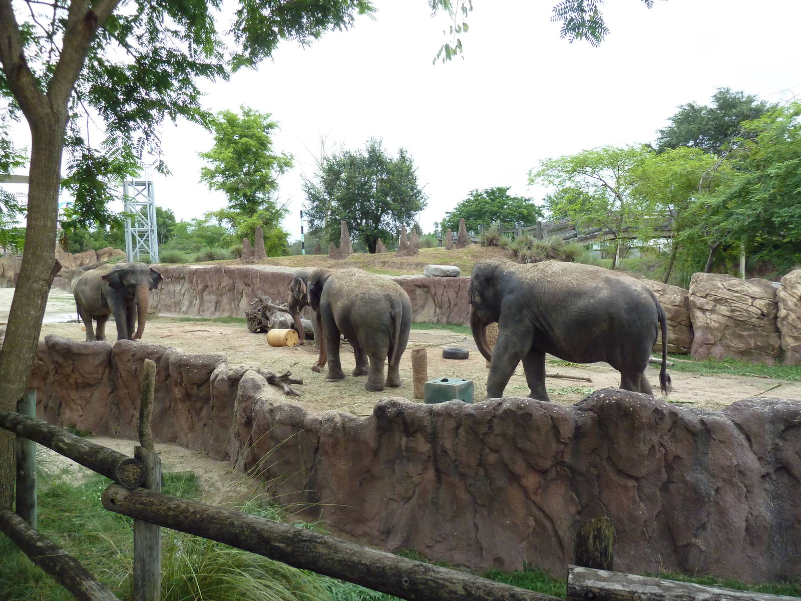 Asian Elephant Exhibit