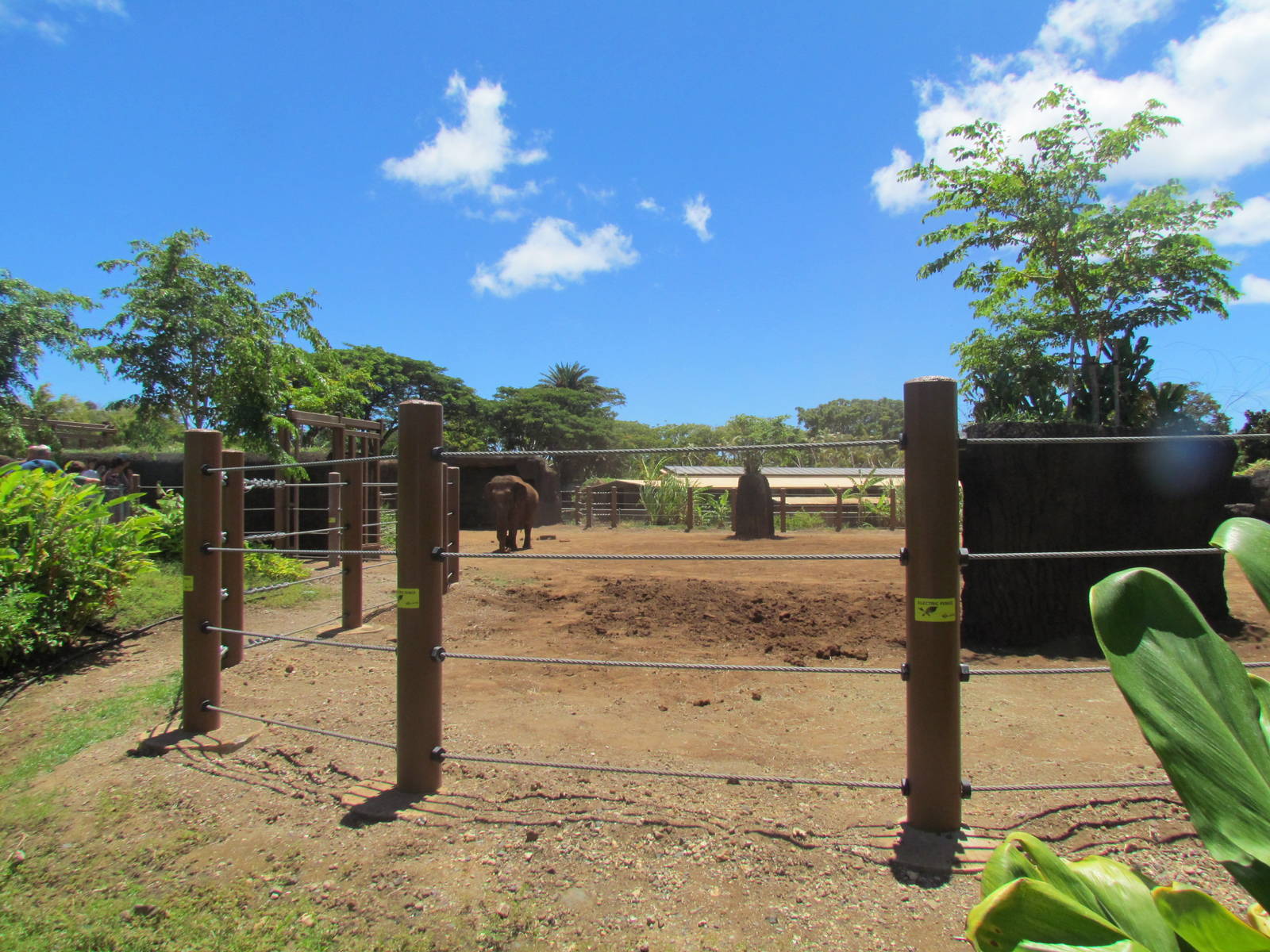 Asian Elephant Exhibit