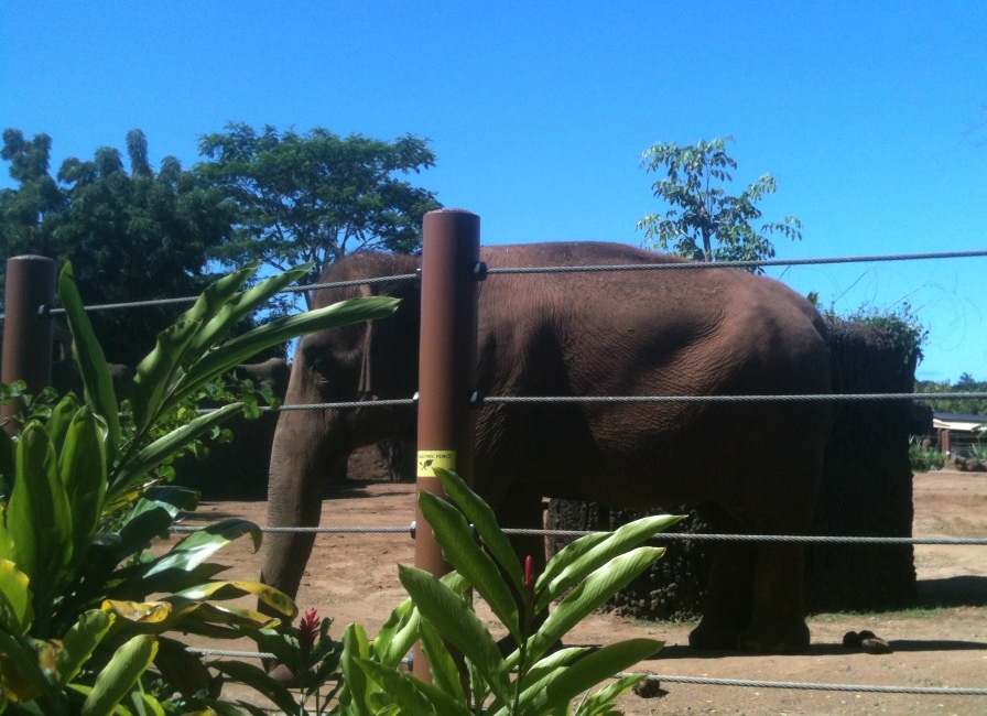 Asian Elephant Exhibit