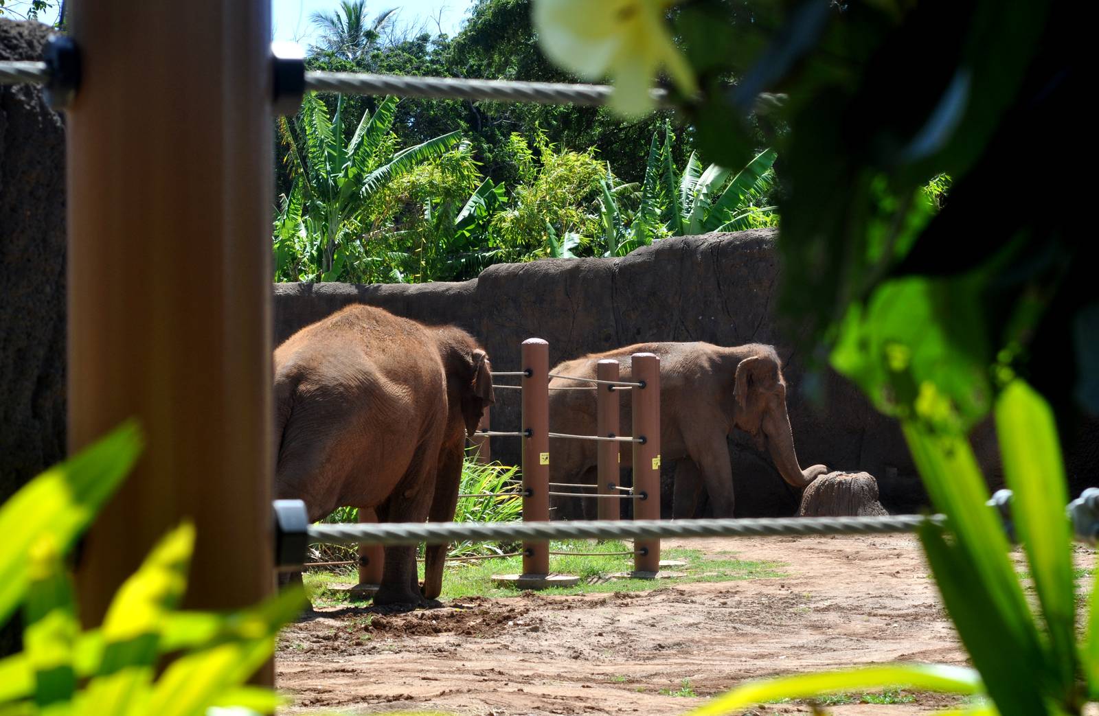 Asian Elephant Exhibit