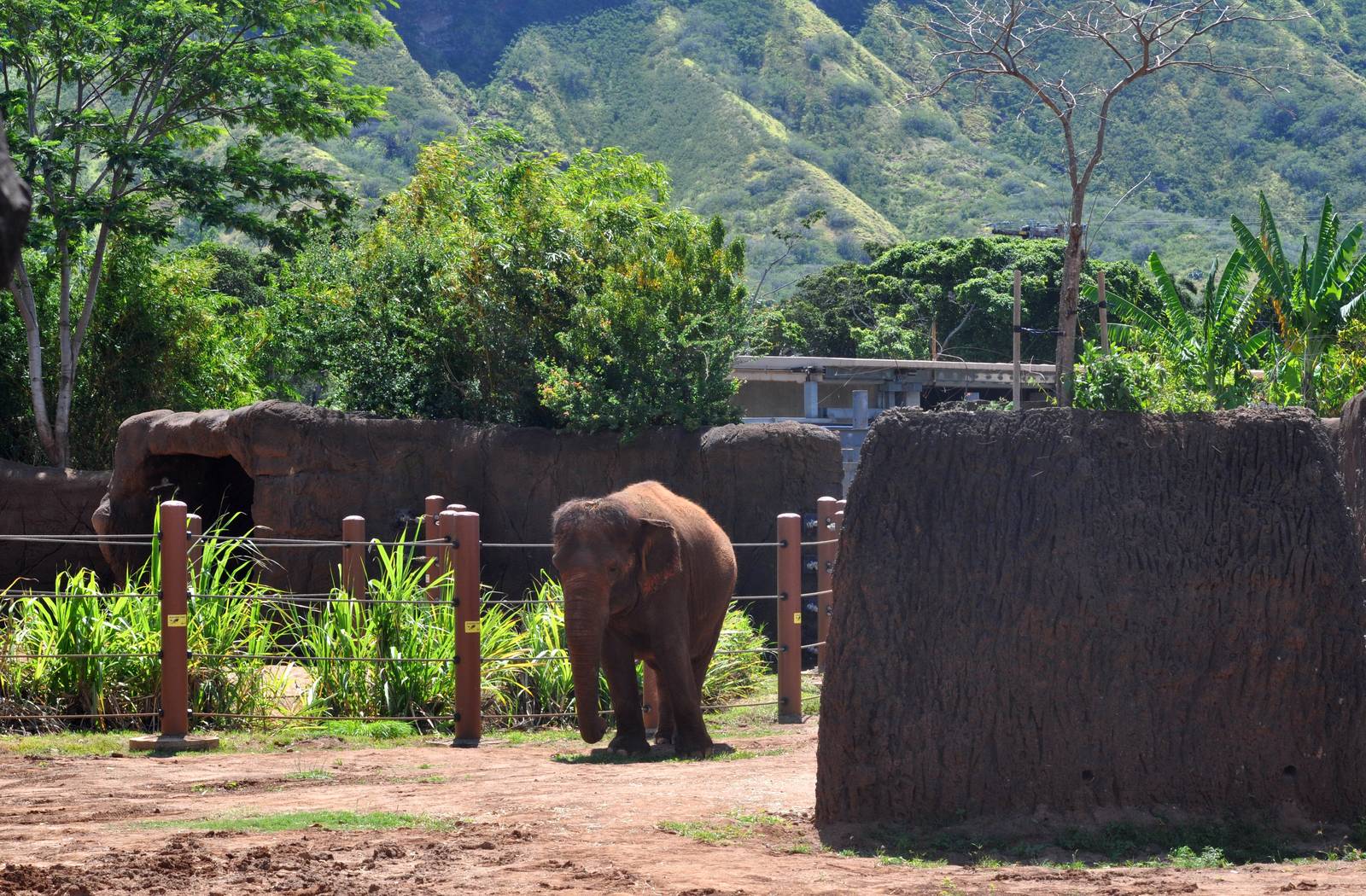 Asian Elephant Exhibit