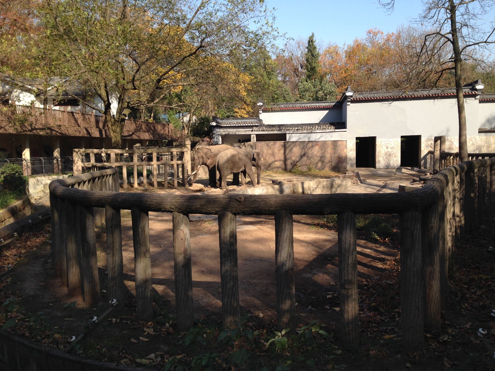 Asian Elephant exhibit