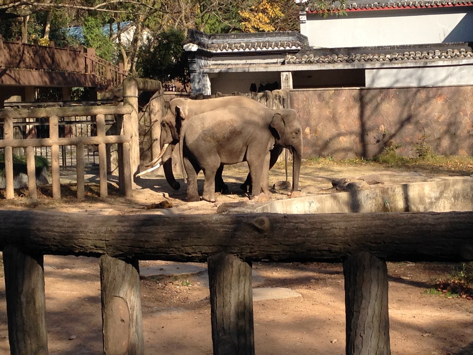 Asian Elephant exhibit