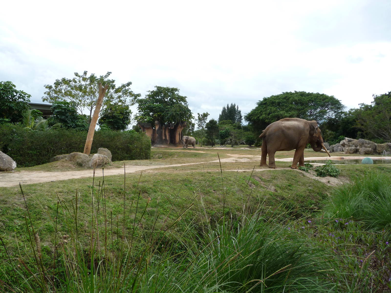 Asian Elephant Exhibit