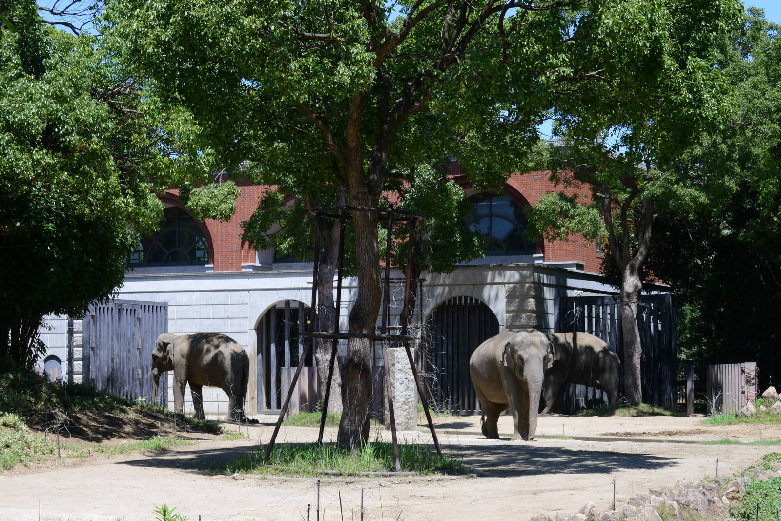Asian elephant exhibit