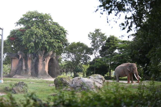 asian elephant exhibit