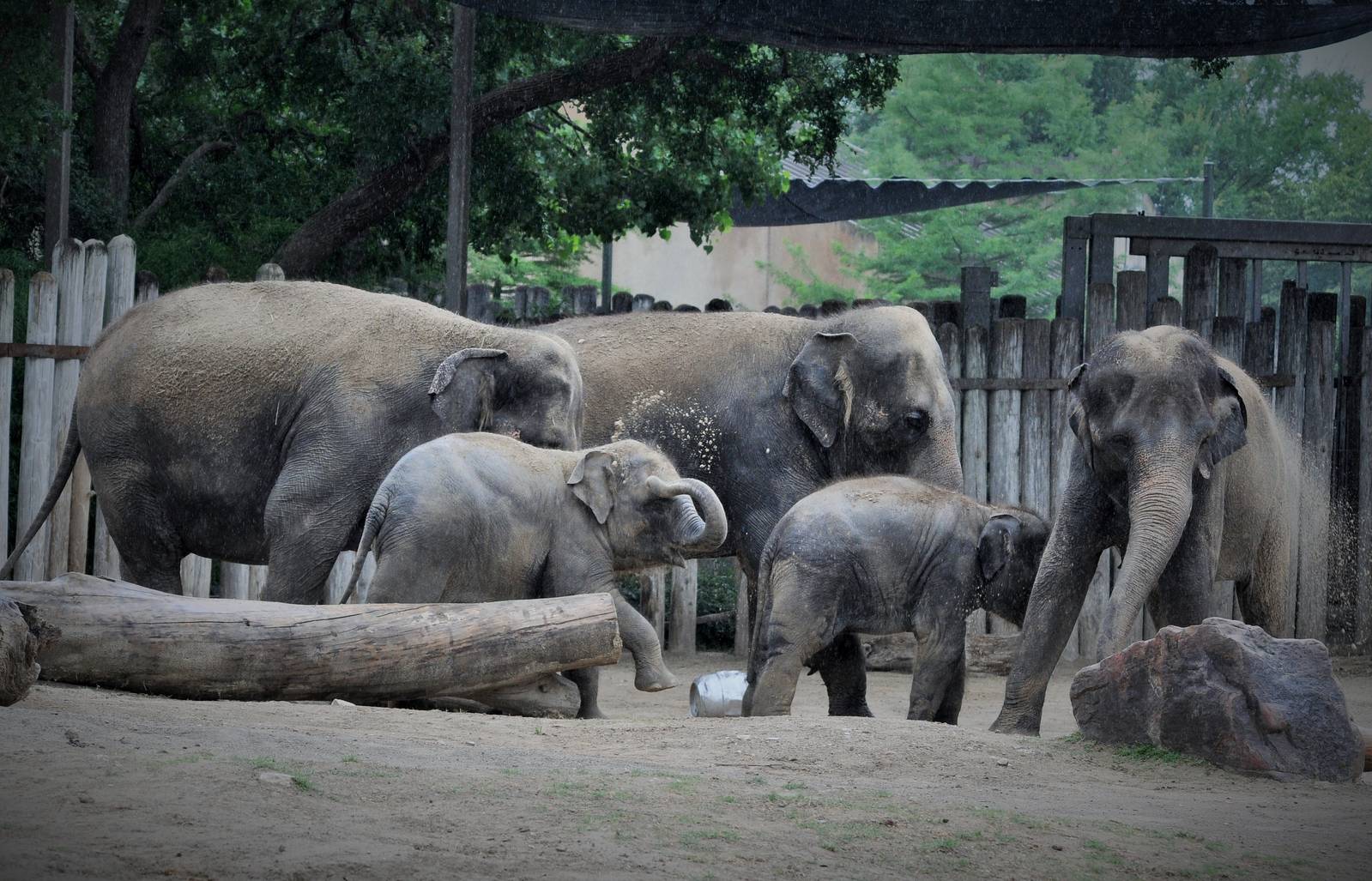Asian Elephant Exhibit
